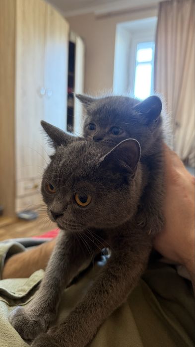 Віддам котеня безкоштовно