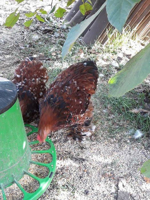 Casais de pekins milflores