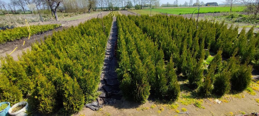 Tuja Szmaragd Thuje Thuja Tuje Smaragd 90-120cm