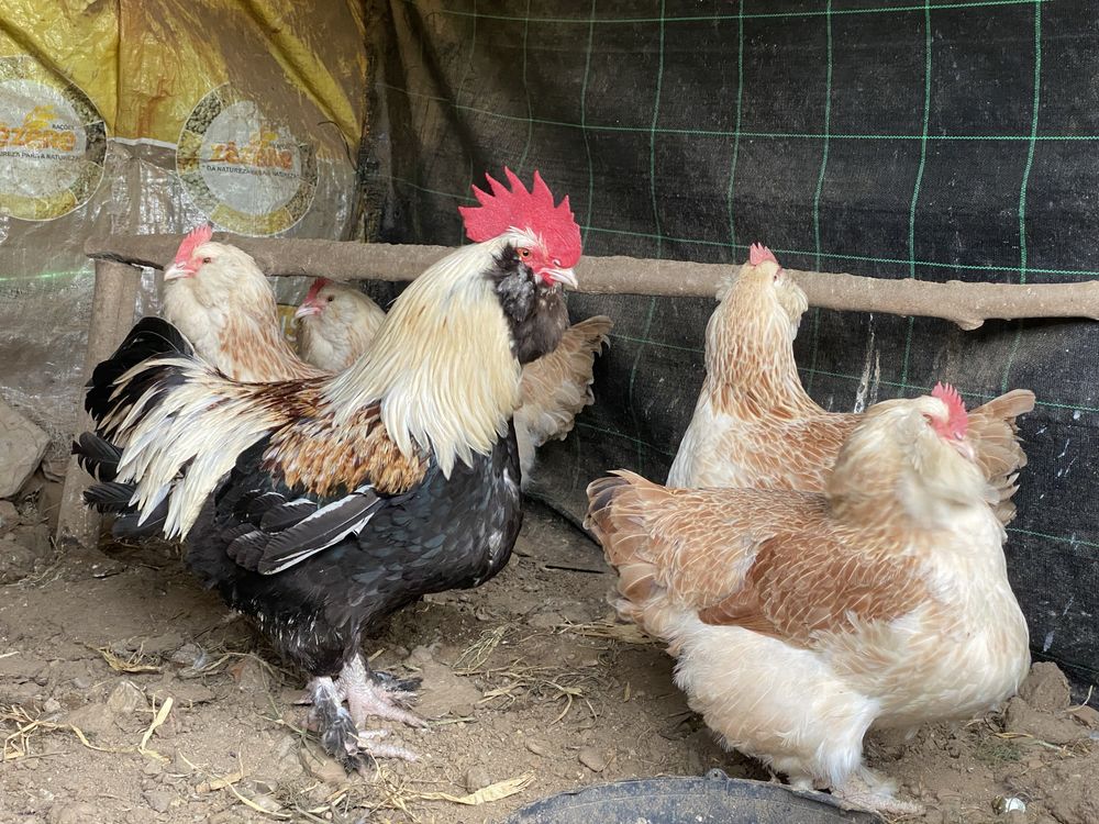 Animais de quinta - ovo incubaçao Faverolles, Araucana , leghorn isabe