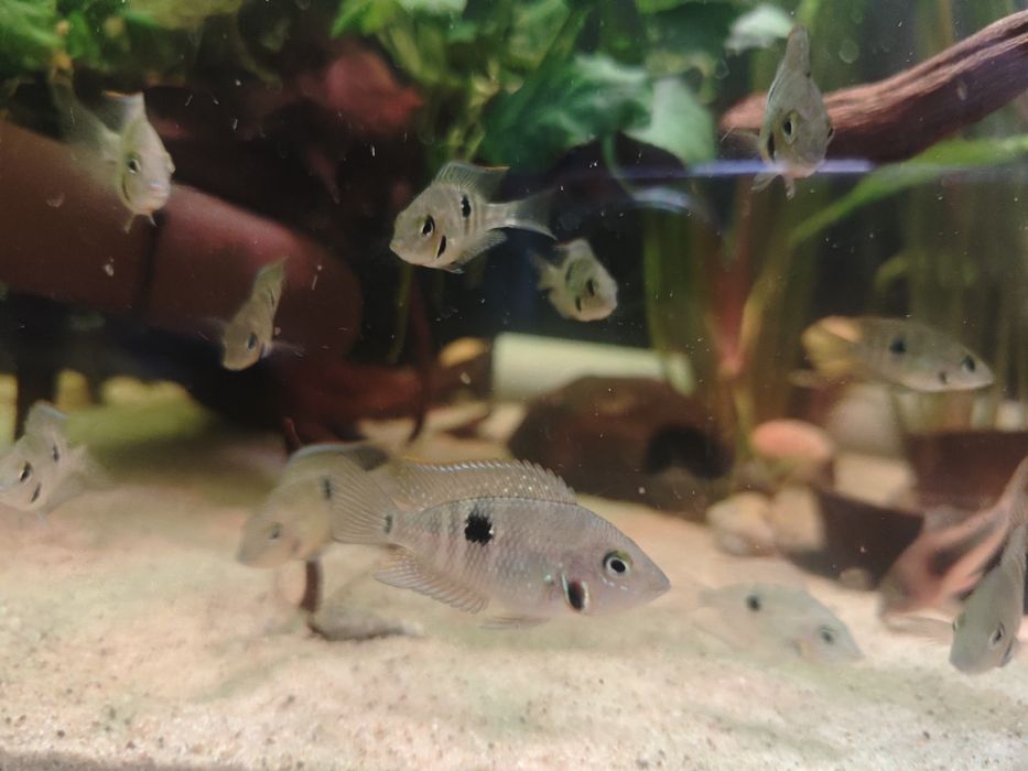 Młode Pielęgnica Meeka