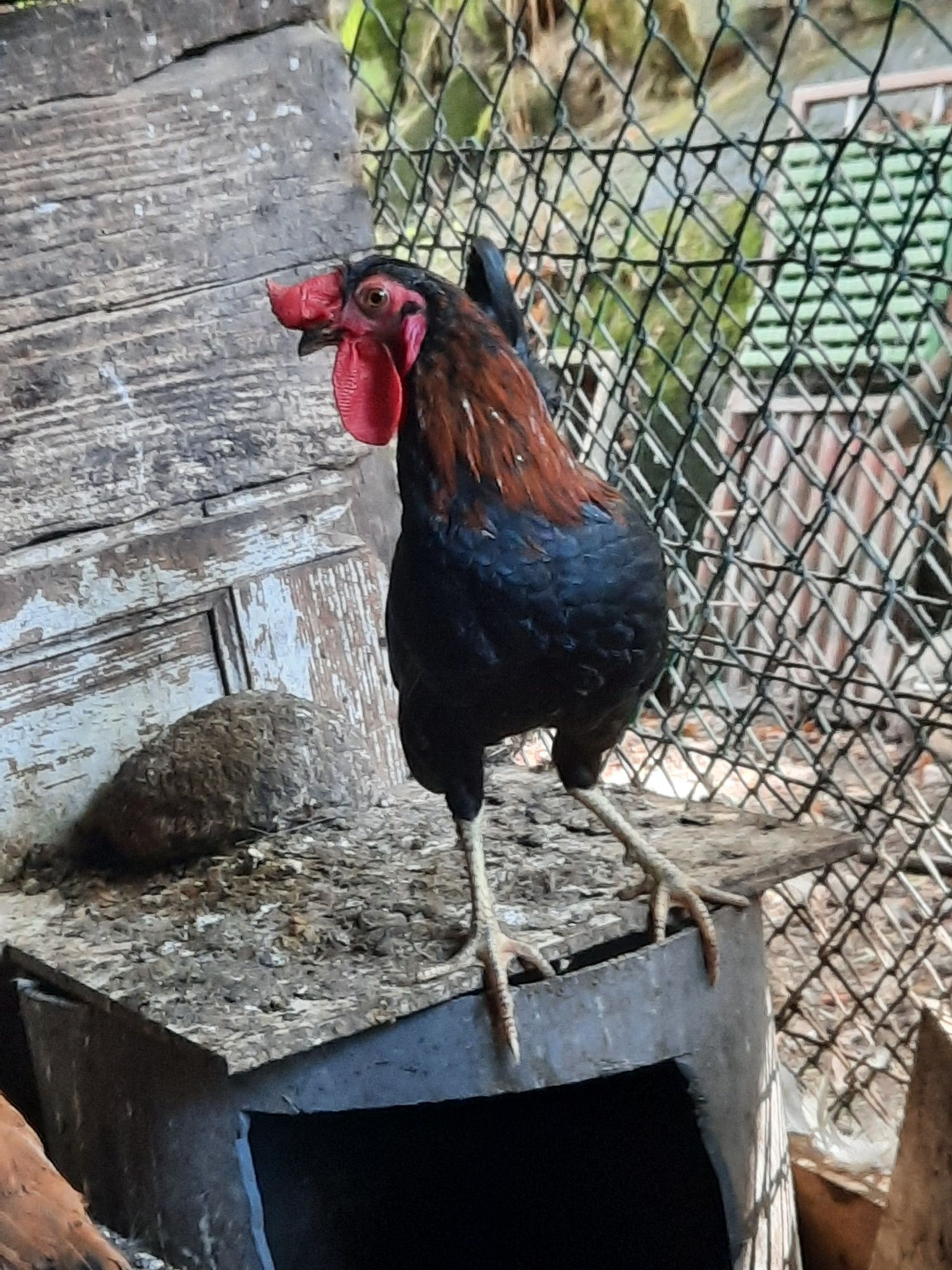 Tenho para venda este animais