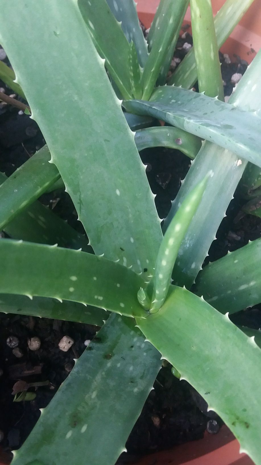 Aloe Vera/ Babosa rebentos