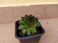 Planta Suculenta para Plantar - Sempervivum