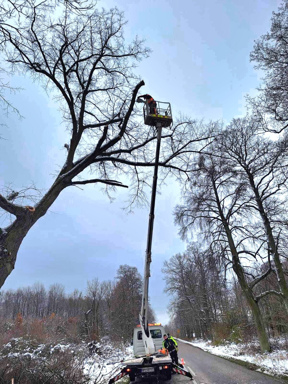 Wycinka Drzew Pielęgnacja Przycinka Drzew Arborysta Karczowanie Łask
