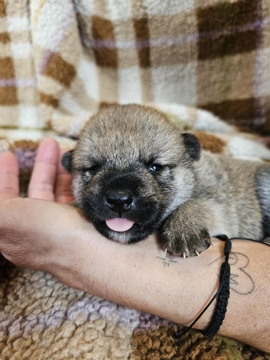 Shiba Inu ZKwP – chłopiec
