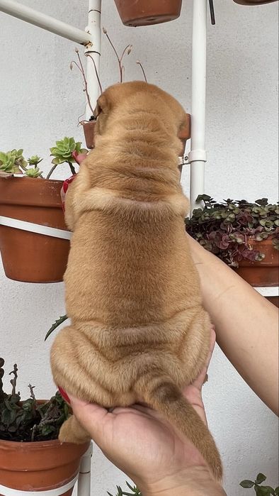 Shar Pei / sharpei