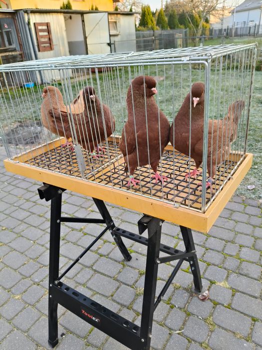 Kingi wywrotki i gile