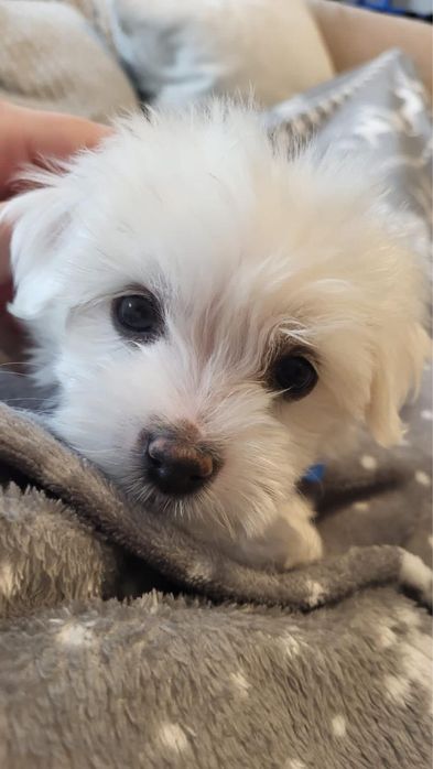 Zapowiedź miotu- Maltanczyki