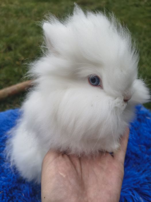 Mini / Karzełek teddy /cudne maleństwa / teddy