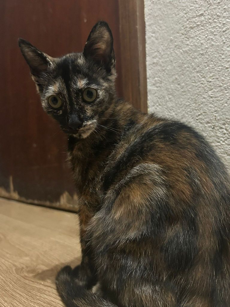 Gatos bebés 2 meses