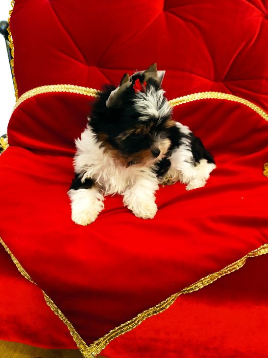 Śliczny samczyk z metryką ZkwP/FCI Biewier Yorkshire terrier.