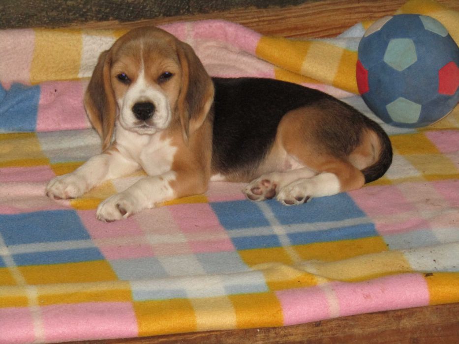 Beagle Tricolor de Qualidade, LOP/Pedigree/Afixo, Porte Pequeno.
