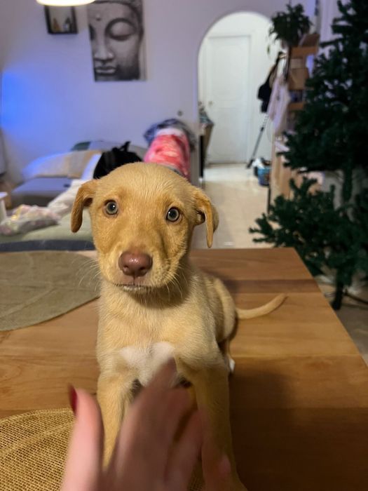 Adoção responsavel