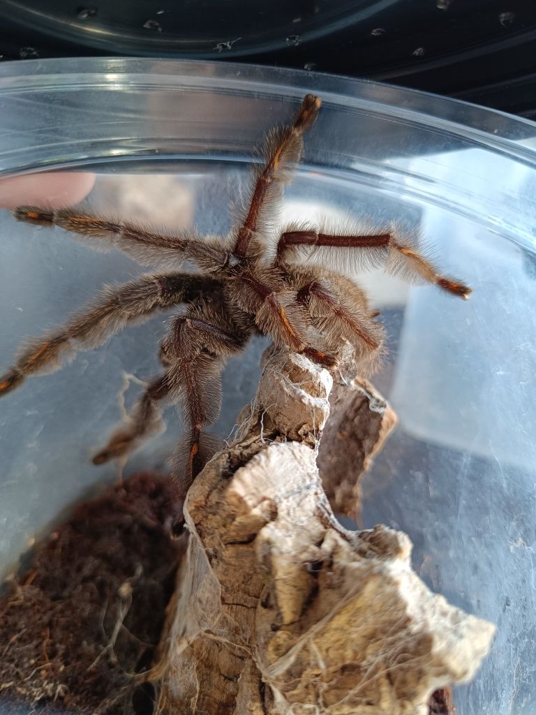 Chromatopelma cyaneopubescens Lasiodora parahybana p. irminia samce