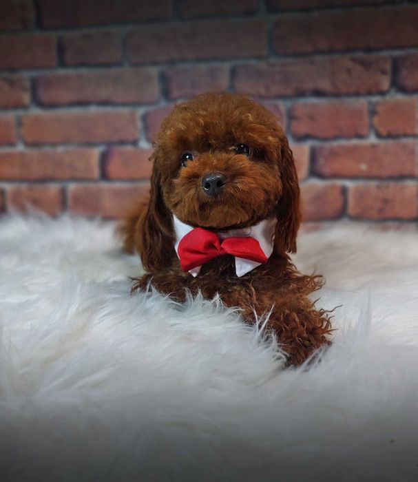 Pudel Toy Red-Brown Reproduktor-AZJA