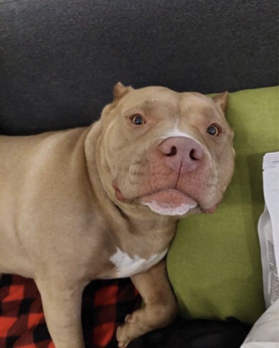 Передержка животных/Перетримка тварин /Готель для тварин /Вигул