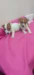 Jack Russell terrier piesek