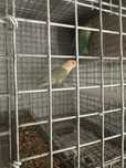 Casais de agapornis reprodutores com gaiola