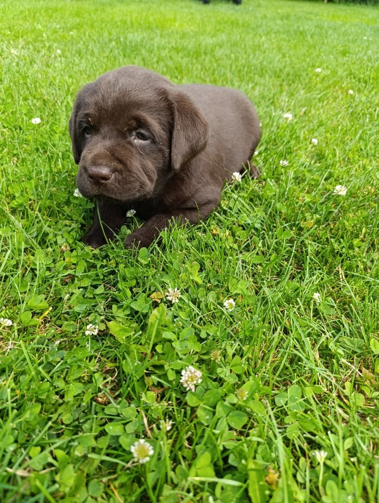 Labrador Retriever pies czekoladowy