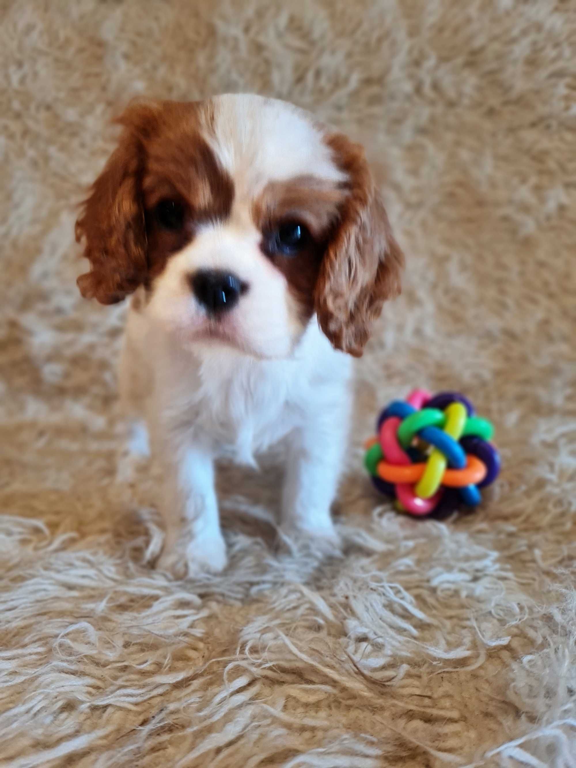 Cavalier King Charles Spaniel Suczka ZKwP FCI