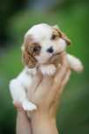 Cavalier King Charles Saniel - dziewczynka - Vanilla De Vil