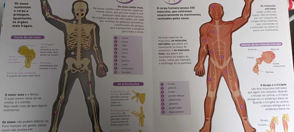 Livro "O corpo Humano"