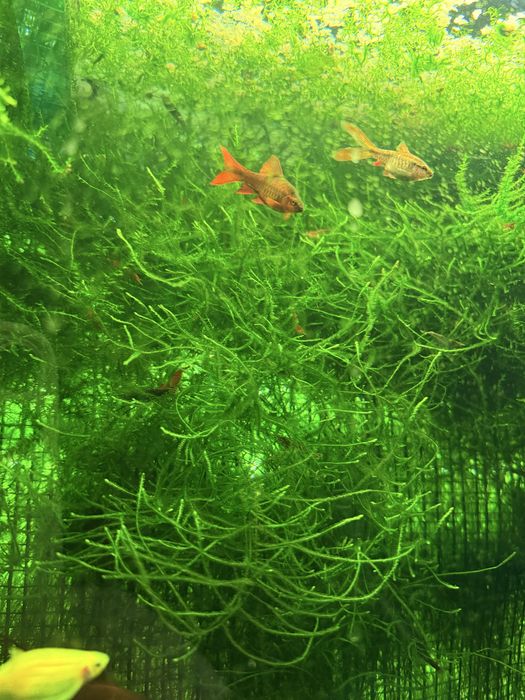 Мох яванський Vesicularia dubayana