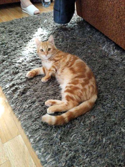 4 mce prześliczna ruda, pręgowana kotka do adopcji!