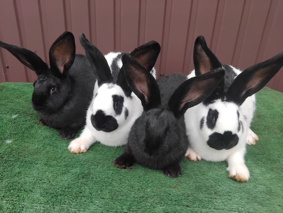 Продам кроликів породы строкач