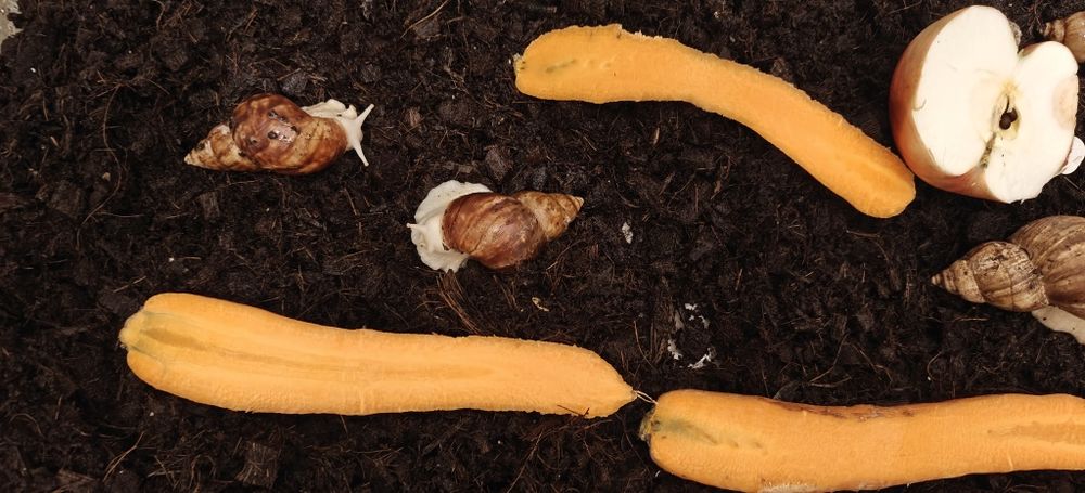 Slimaki afrykańskie