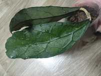 хойя Hoya Clemensiorum(EPC-446)