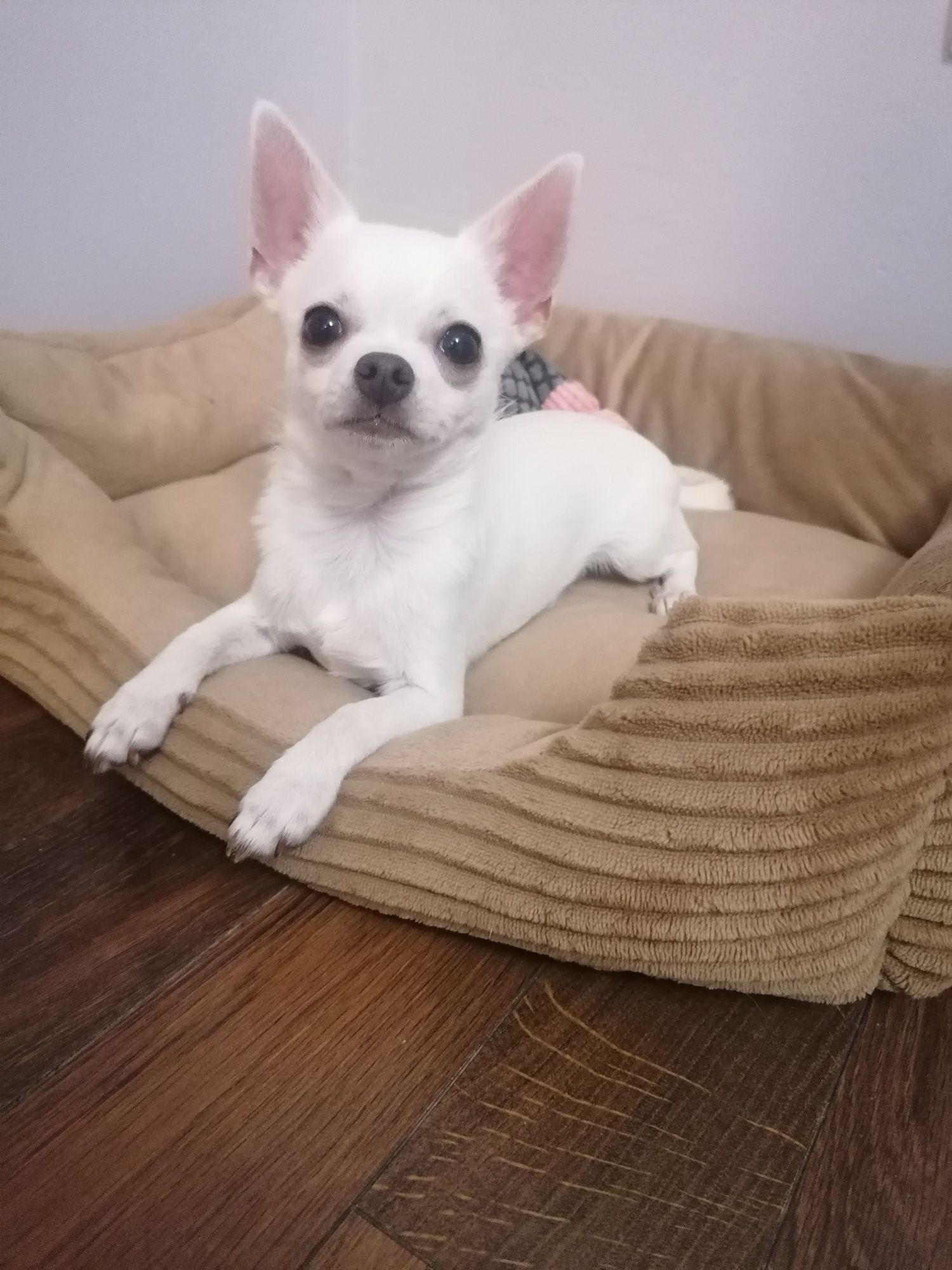 Chihuahua chłopiec