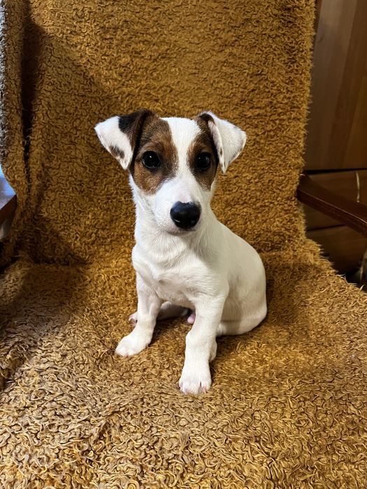 Jack Russell Terrier