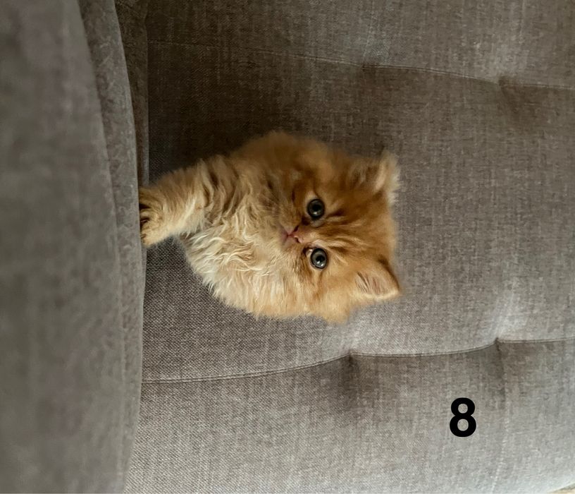 Rudo-biszkoptowa kotka perska