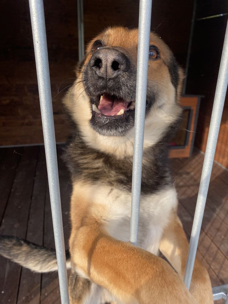 Berni pies w typie owczarka niemieckiego do adopcji Kalisz Wrocław