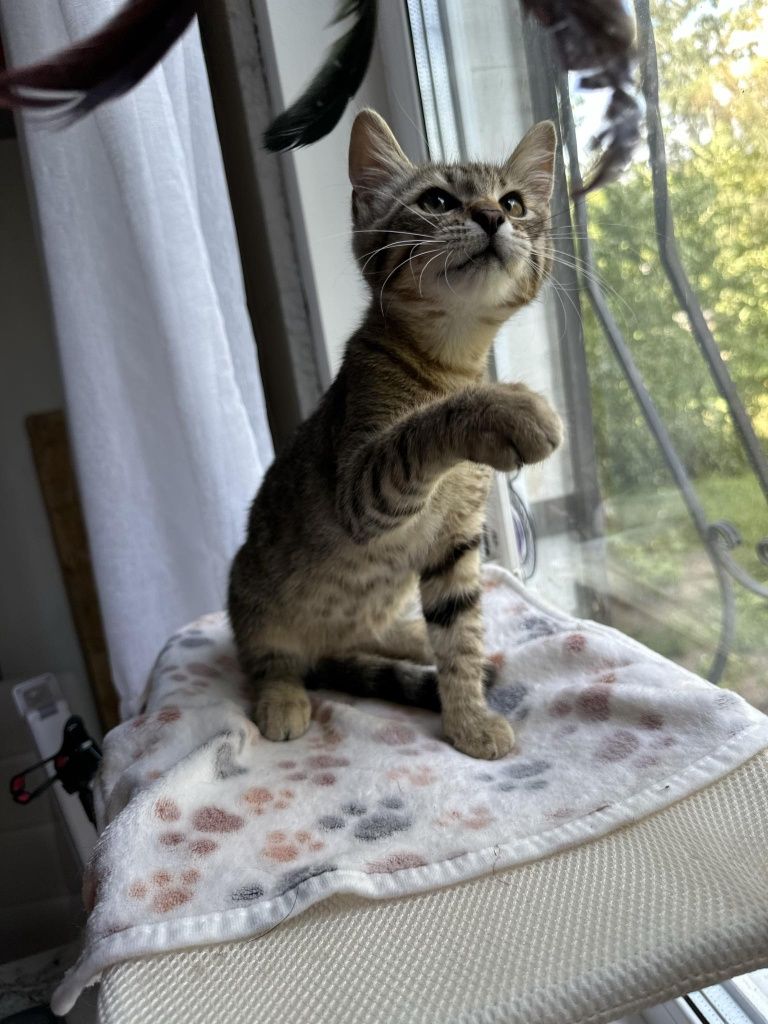 Полосатый котёнок мальчик ищет дом! Котята! Отдам в хорошие руки!