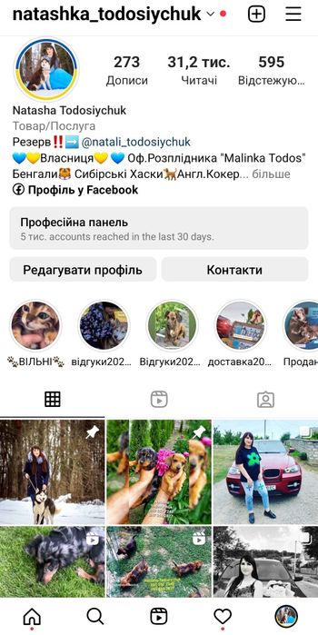 Тигрові сестрички готові ощасливити нових господарів