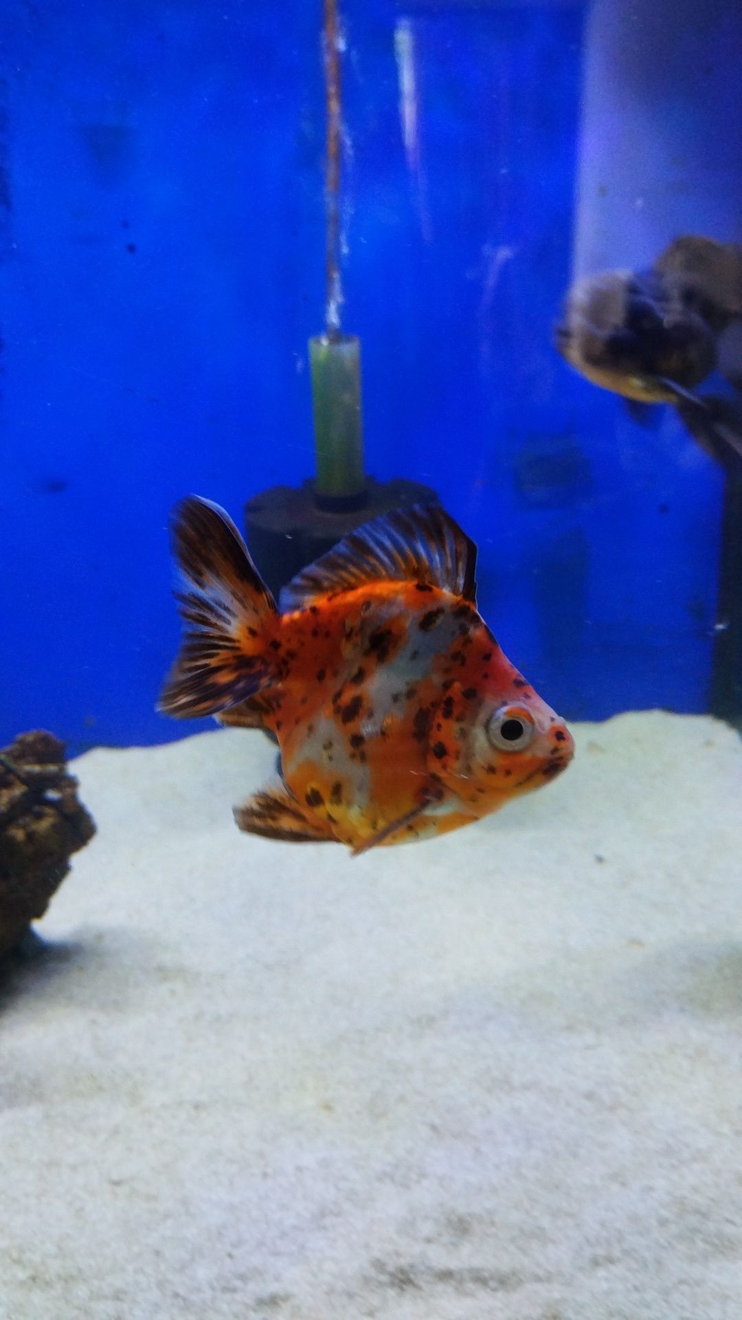 Peixe (goldfish) de água fria ryukin