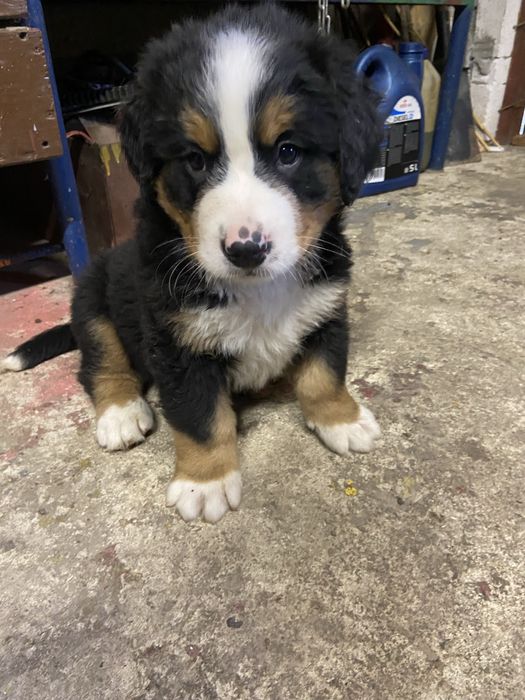 Berneński pies pasterki