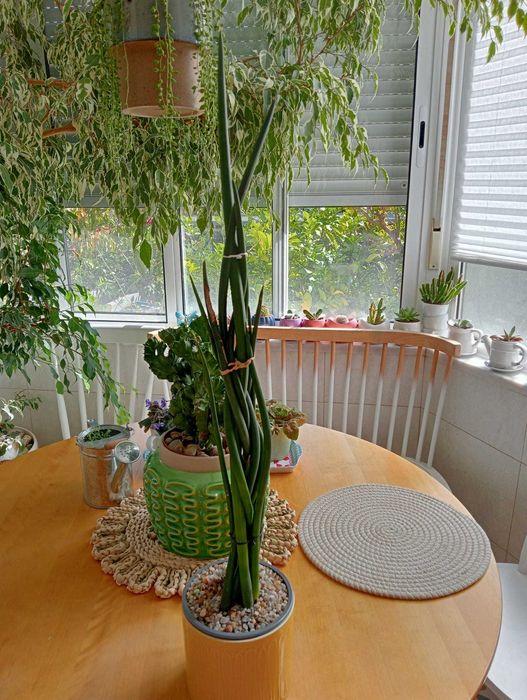 Planta natural suculenta