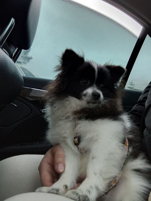 Померанский шпиц девочка