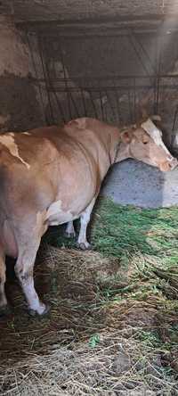 Корова молочної породи