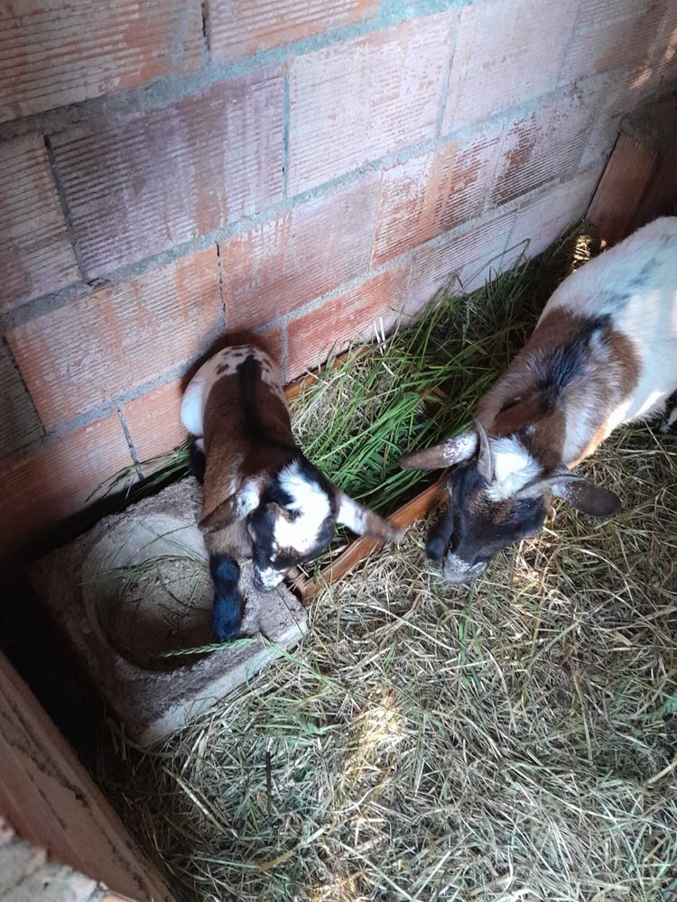 Cabrito anão novo