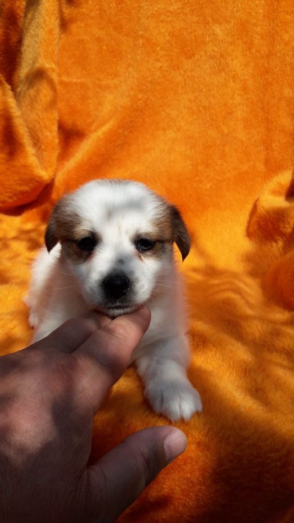 Jack Russell terrier ostatnia suczka