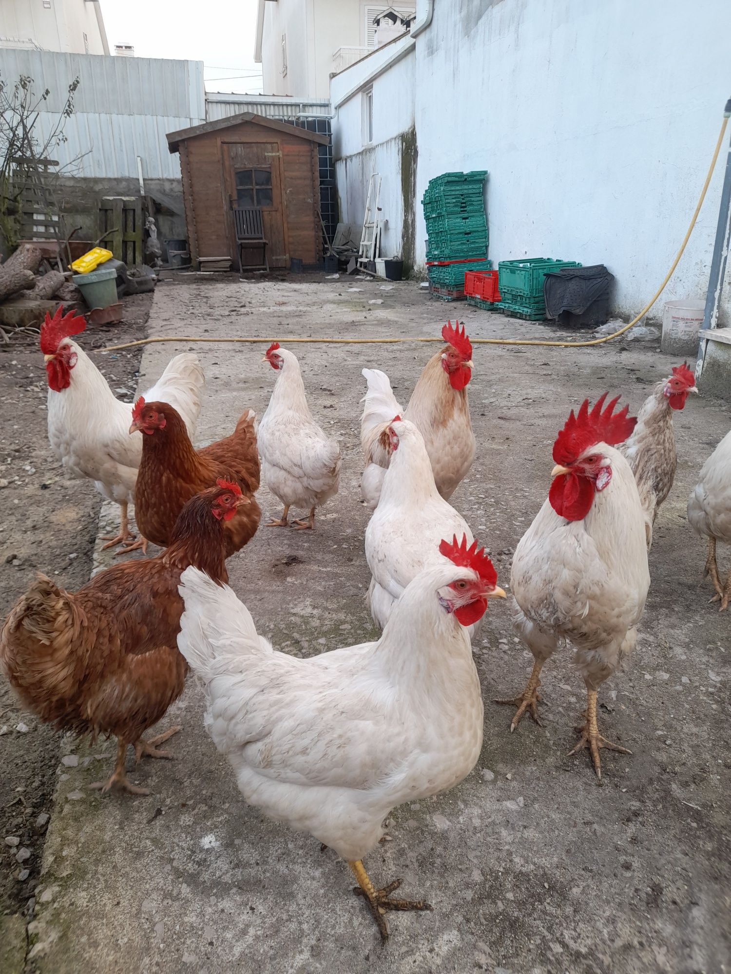 Ovos da Quinta caseiros