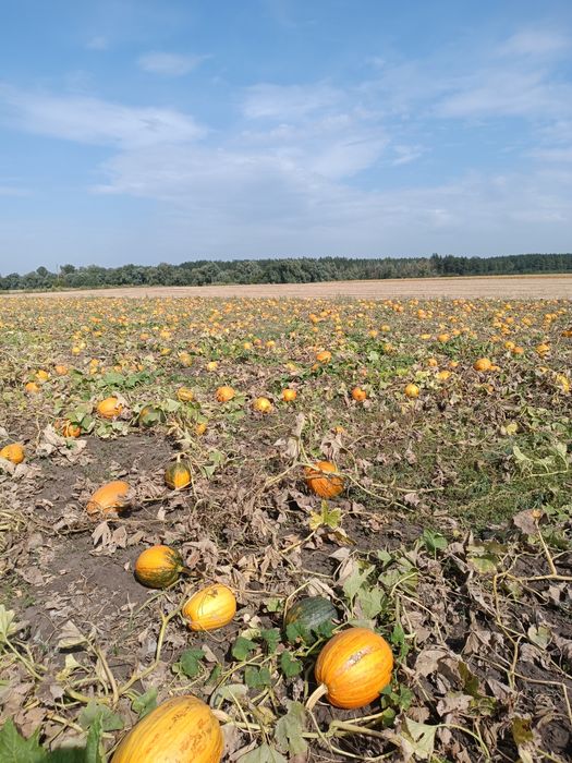 Насіння гарбузове