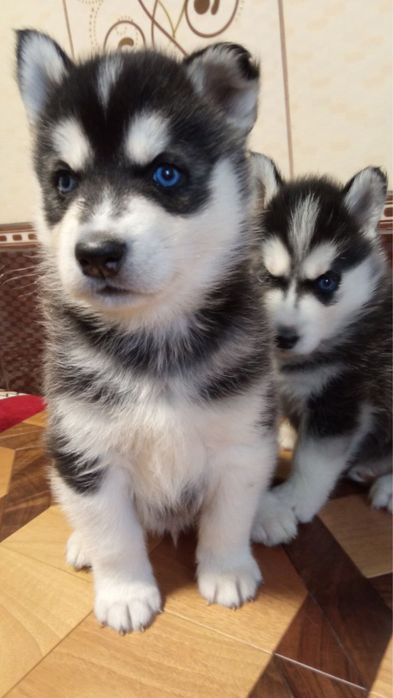 Хаскі в добрі руки