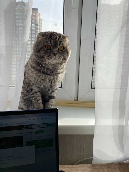 Вязка скотиш фолд