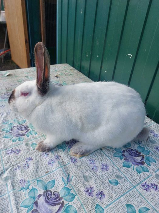 Продам кролів  молодняк